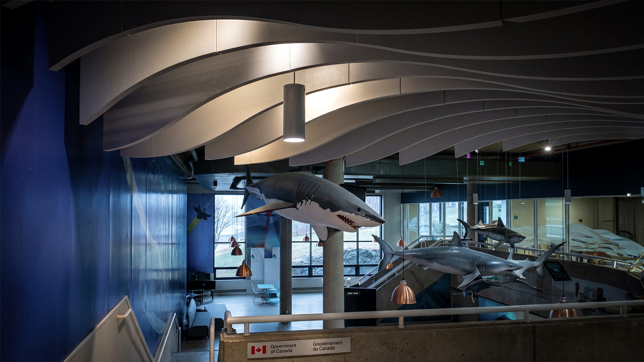 Custom Wave Roof and Sharks Interior Installation